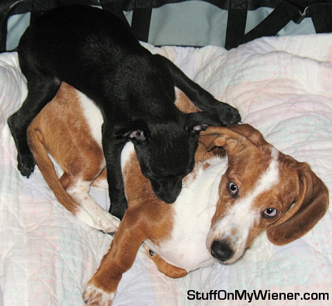 Poppy laying on top of Bodie.