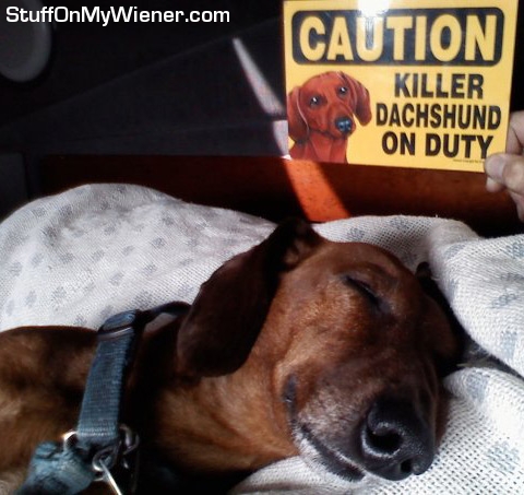 Bubba on duty, sleeping.