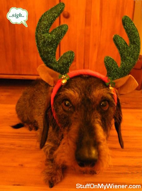 Fritz in antlers.