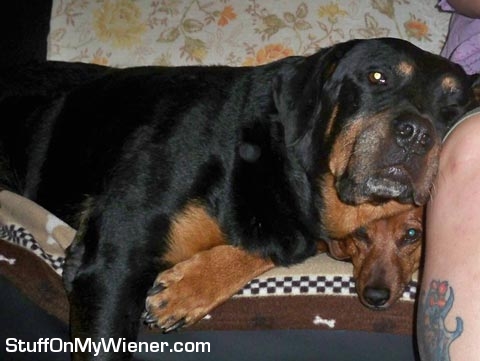 Heidi rests on Greta.