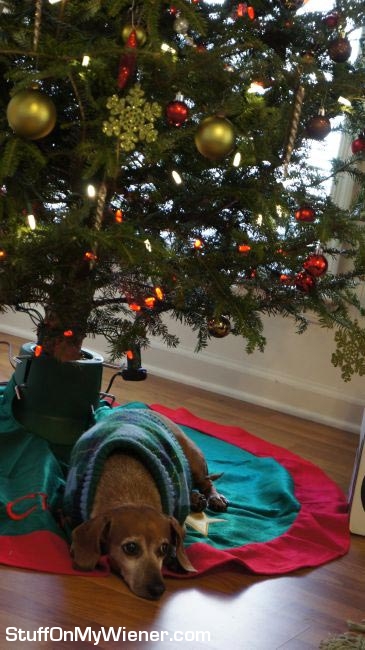 Oscar Mayer under the xmas tree.