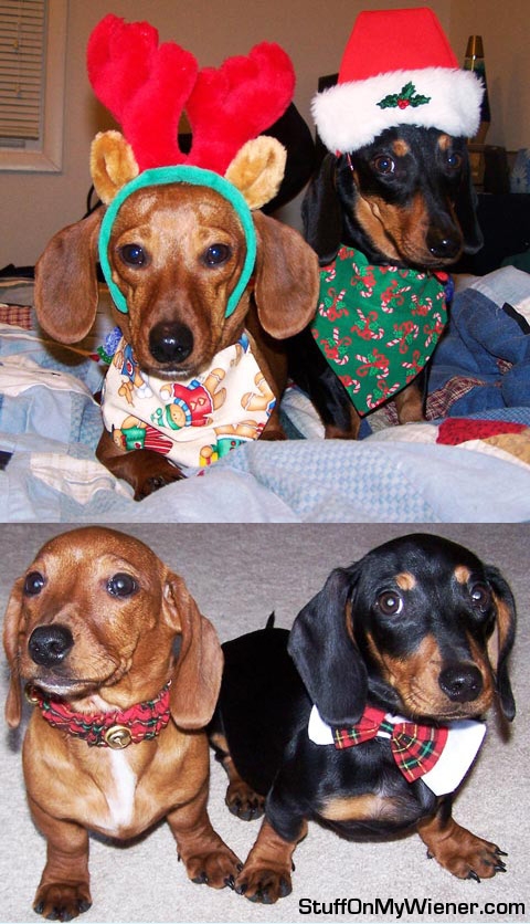 Page and Pierre at christmas.