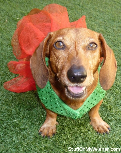 Penny in her Christmas dress.