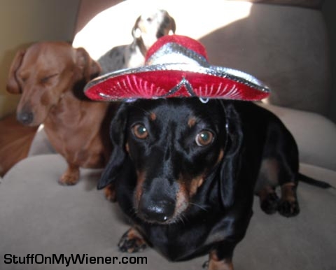 Bailey in a hat, Sadie and Chloe in background.