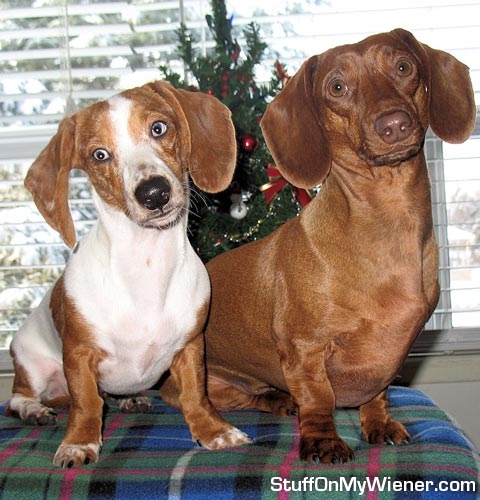 Bodie and Emma Christmas.