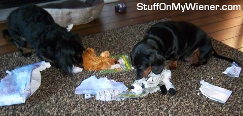 Oscar and Boo opening presents.