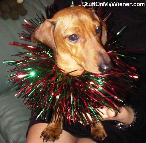 PJ in Christmas tinsel.