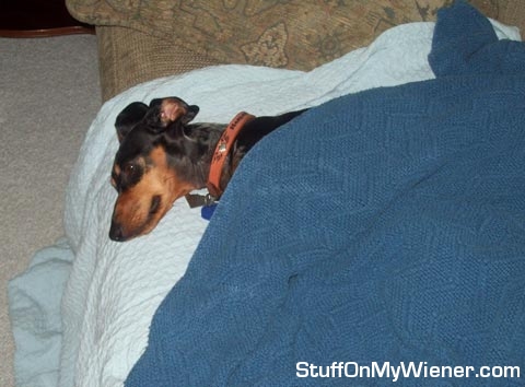 Mickey taking a nap.