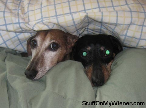 Rocco and Oscar in bed.