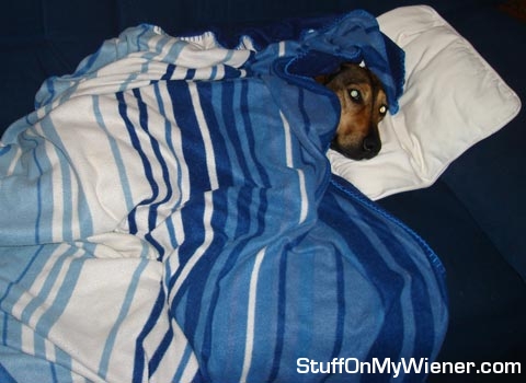 Snoopy in his blanket.