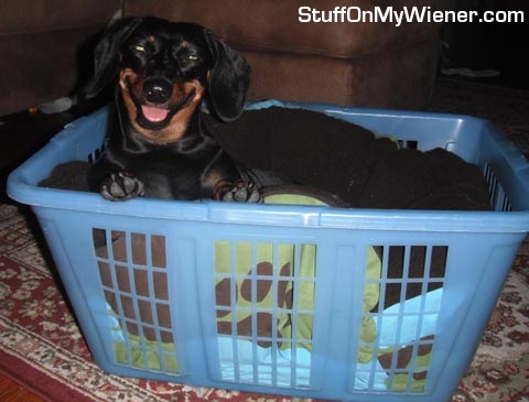 Bailey in the laundry basket.