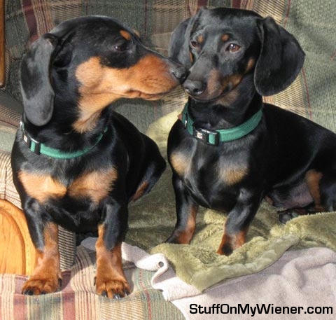 Barnum giving Bailey a wet nose kiss.