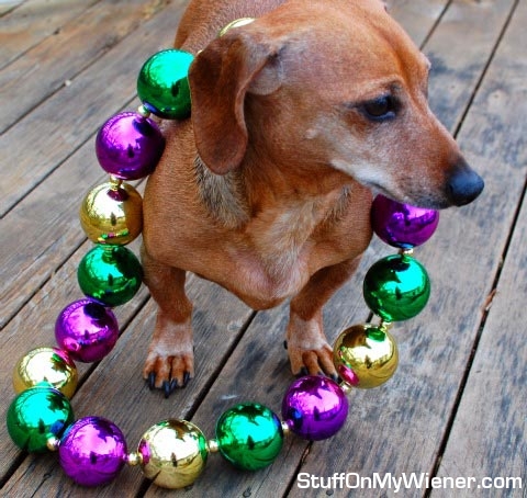 Basil with Mardis Gras beads.