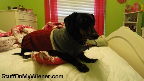Blackie on bed in a sweater.