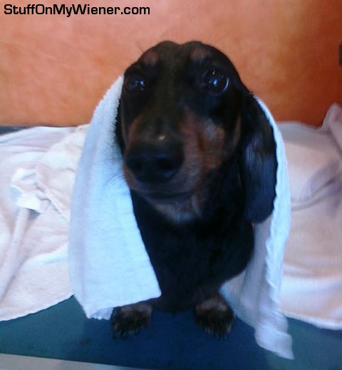 Chester waking from his nap.