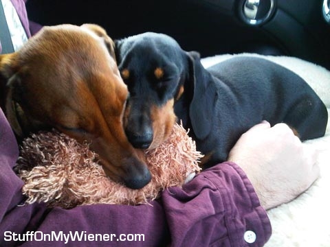 PJ and Phoebe sleeping on the same sheep toy.