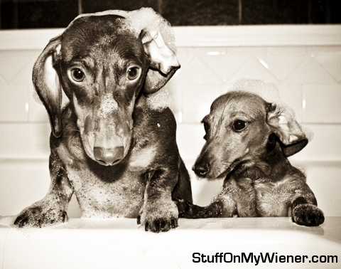 Petey and Yoda taking a bath.
