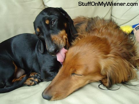 Poppy licks Harry's eyebrow.