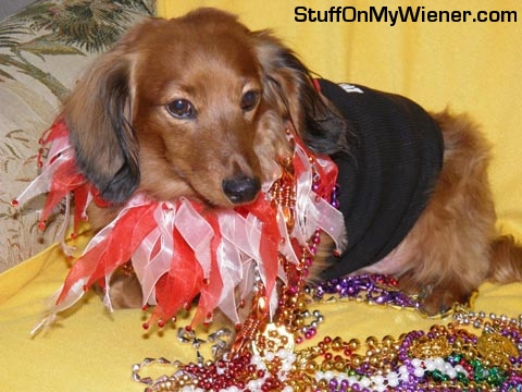 Schatzi on fat Tuesday.