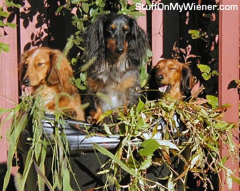 Baron, Monty, and Kallie in the weeds.