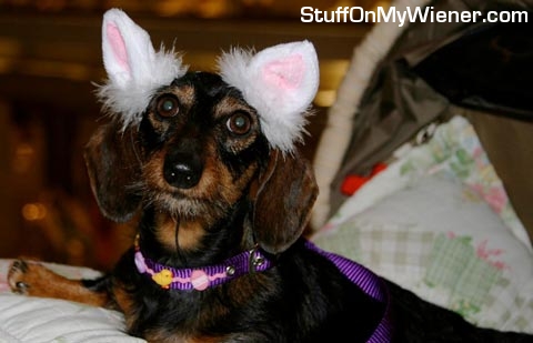 Ellie with her Easter ears on.