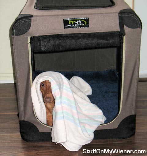 Emma with a blanket on her head.