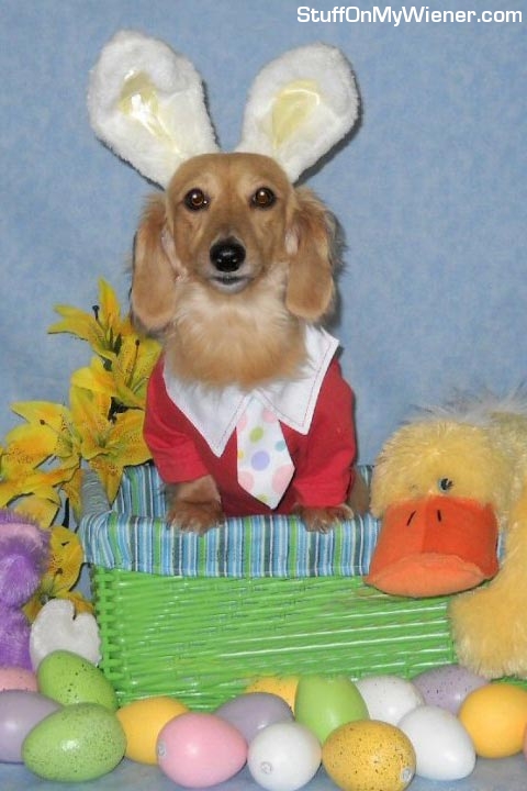 Georgie with bunny ears and eggs.