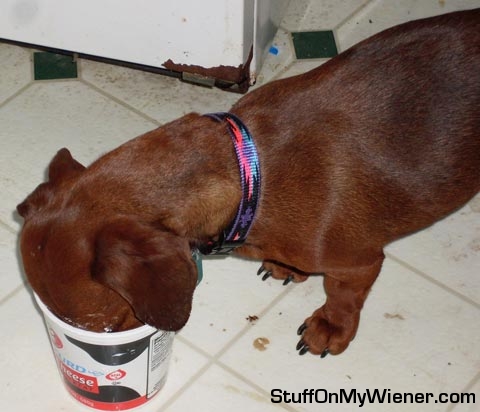 Greta licks the bottom of the cottage cheese carton.