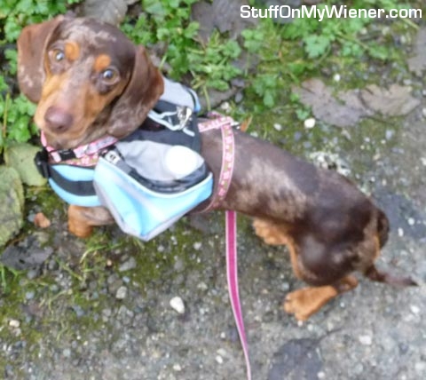 Gretel in her hiking pack.