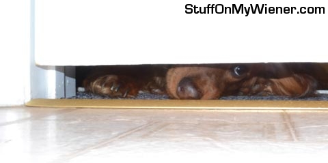Hank peeking under the door.