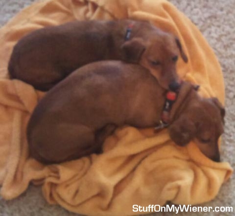 Herman and Pebbles snuggling.