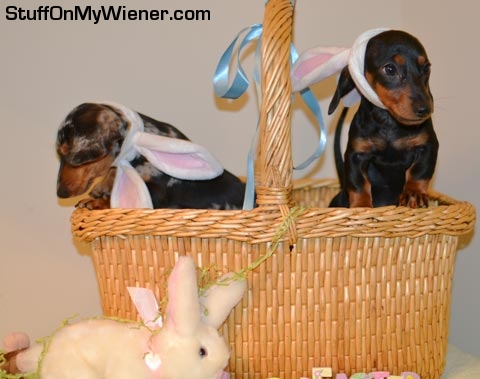 Lambeau & Lombardi in an Easter basket.