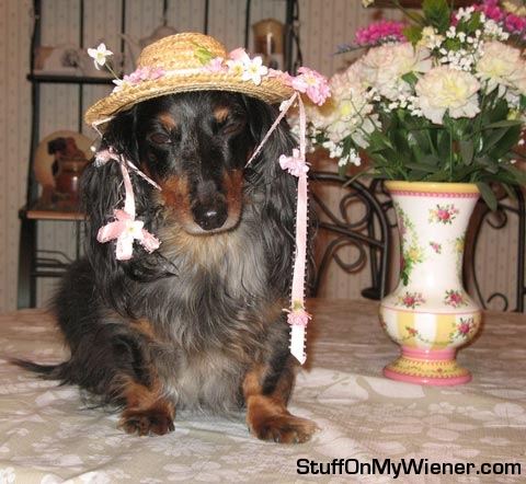 Monty in an Easter bonnet.