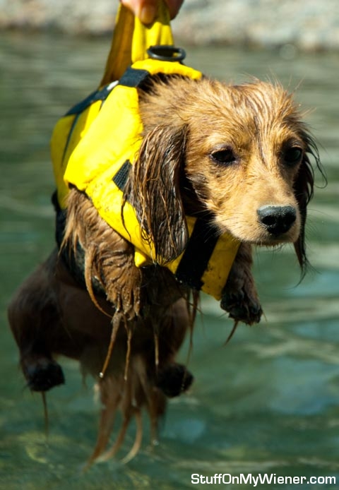 Yogi in a life jacket.