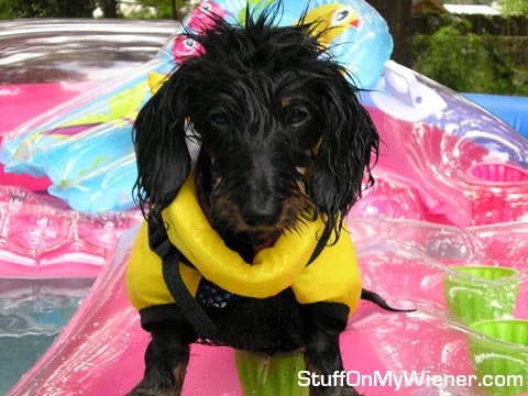 Ellie in a life jacket.