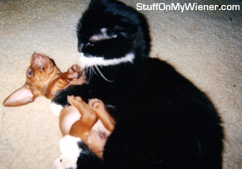 Gimli and Mittens the cat.