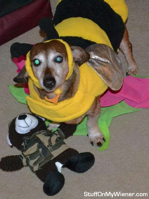 Jack in a bee costume.