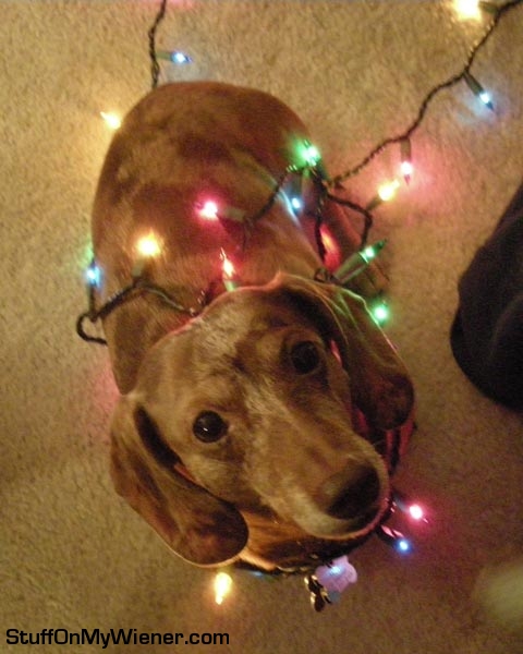 Patty in Christmas lights.