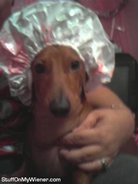 Scooter in shower cap.