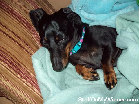 Snickers taking a nap.