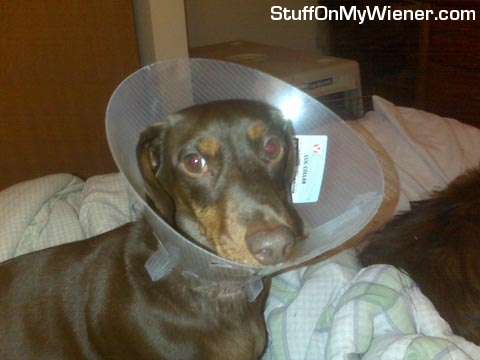 Swift in a cone collar.