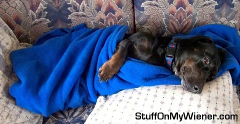 Taffy on couch under blanket.