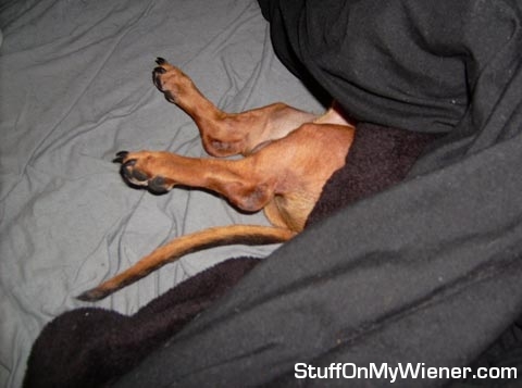 Tyty sleeping with his butt outside the covers.