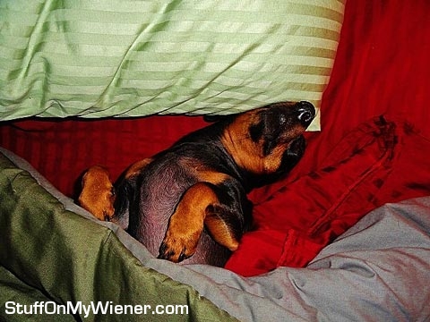 Harley Brooke in bed.