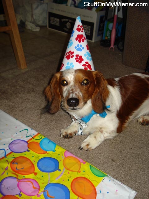 Kody in a birthday hat.
