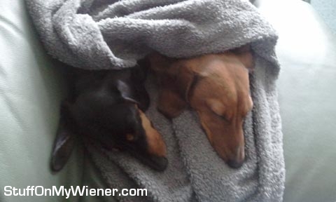 Phoebe and PJ sleeping.