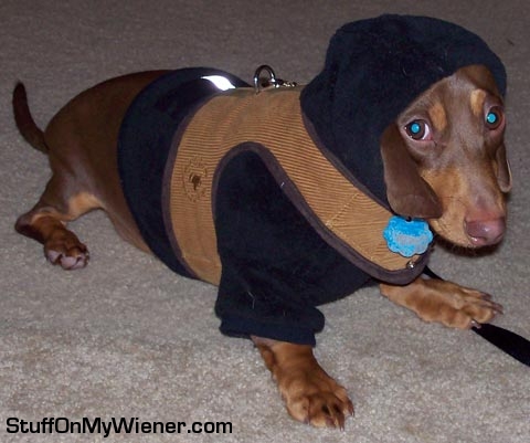 Reese in a jacket ready for his walk.