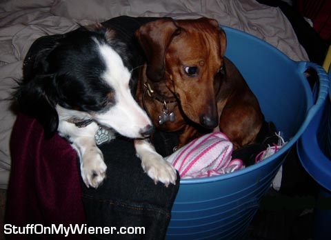 G!G! and Tyty in a basket.