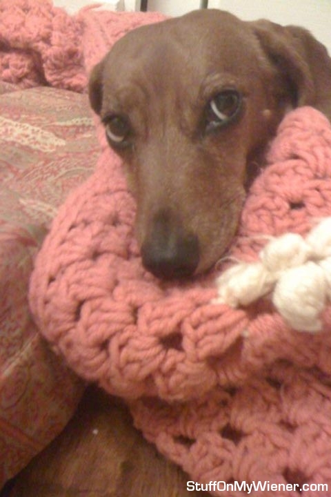 Lexie resting on a knit blanket.