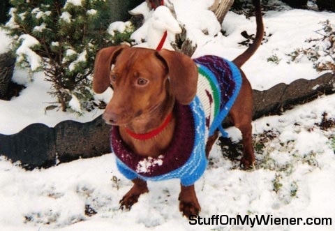 Gimli in a sweater in the snow.